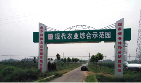 楸樹